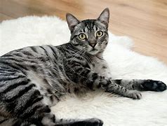 Image result for Black and Grey Tabby Cat