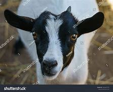 Image result for Brown N White Male Goat