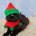 Image result for Elven Cat