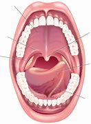 Image result for Parts of Oral Cavity