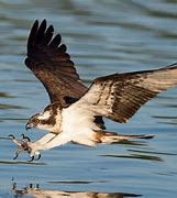 Image result for Osprey