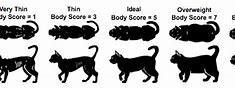 Image result for Ideal Cat Weight Chart