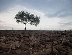 Image result for Single Tree in Empty Field