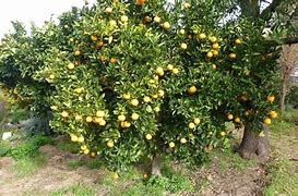 Image result for Citrus Harvest