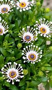 Image result for Daisy Seedlings