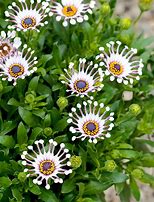 Image result for Daisy Seedlings