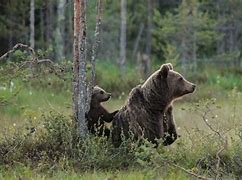 Image result for Royalty Free Polar Bears Protecting Cubs