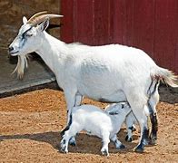 Image result for Goat Babies