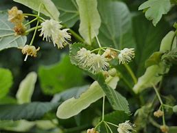 Image result for Acid Lime Tree