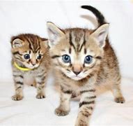 Image result for Half Bengal Cat