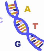 Image result for Anatolian DNA