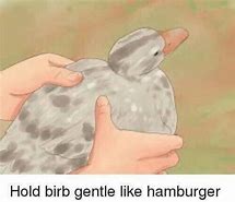 Image result for Birb Memes