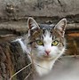 Image result for Mottled Grey Cat