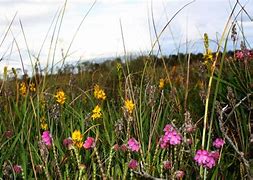 Image result for Bog Plants