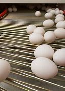 Image result for Egg Farming