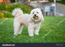 Image result for Poodle Terrier Mix