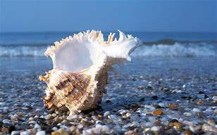 Image result for Sea Shells Wallpaper 4K