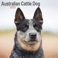 Image result for Cattle Dog Calendar