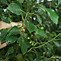 Image result for Camphor Tree Images