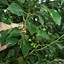 Image result for Camphor Tree Bonsai