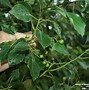 Image result for Camphor Tree Symbol