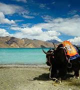 Image result for Ladakh Trip