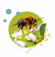 Image result for Pollination PNG