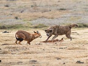 Image result for Ethiopian Wolf Dog Hybrid