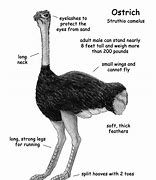 Image result for Ostrich Wing Structure