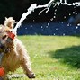 Image result for Popular Small Terrier Breeds