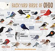 Image result for Backyard Birds Pictures and Names