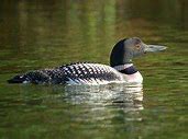 Image result for Common Loon Bird Sounds