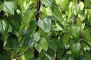 Image result for Pan Leaves