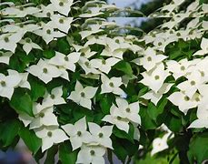 Image result for Kousa Dogwood