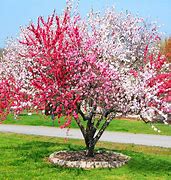 Image result for Peach Tree Blight