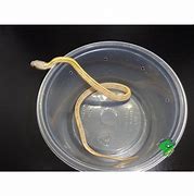 Image result for Gold Dust Corn Snake