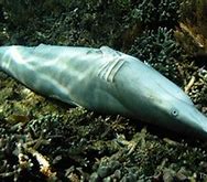 Image result for Shark Finning