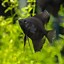 Image result for Black Angelfish Saltwater