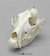 Image result for Wolf Skull vs Dog Skull