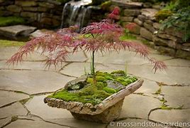 Image result for Moss Dish Garden