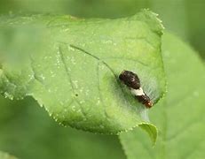 Image result for Caterpillar Tiger Swallowtail Pupa