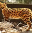 Image result for Serval Cat Pics