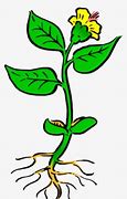 Image result for Cartoon Plant with Roots