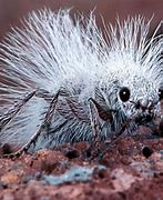 Image result for Amazing Ants