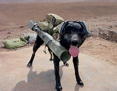 Image result for Explosive Detection Dog Cool Picture