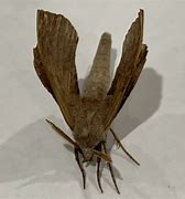 Image result for Sphingine Moth