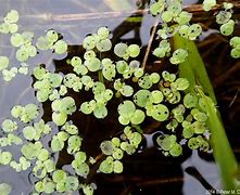 Image result for Greater Duckweed