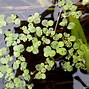 Image result for Greater Duckweed