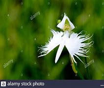 Image result for Fringed Orchid