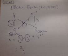 Image result for Haplodiploid Genetic Architecture with Relatedness Values